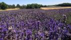 Organic lavender